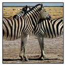 Zebras 201